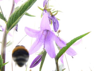 hommel op weg